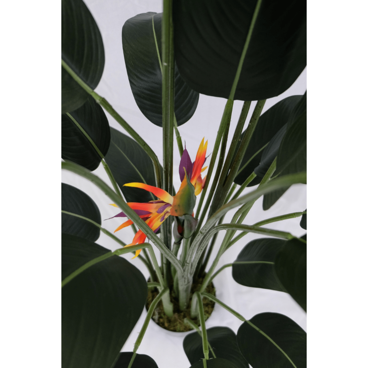 Strelitzia Kunstplant Met Bloem 160cm