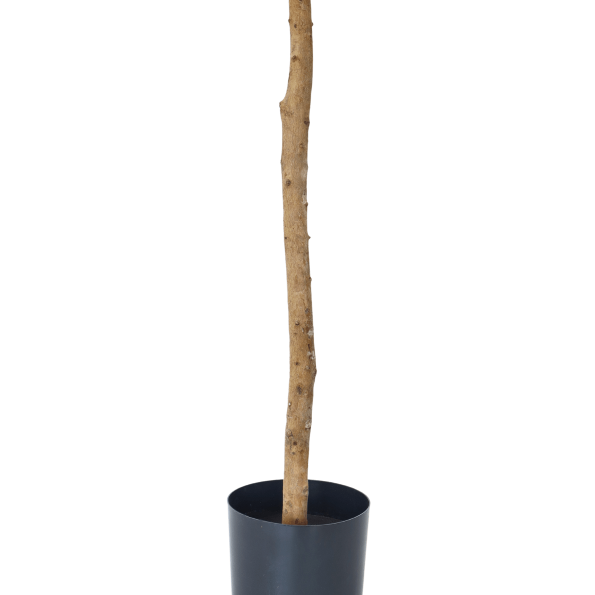 Kunst Olijfboom 130cm