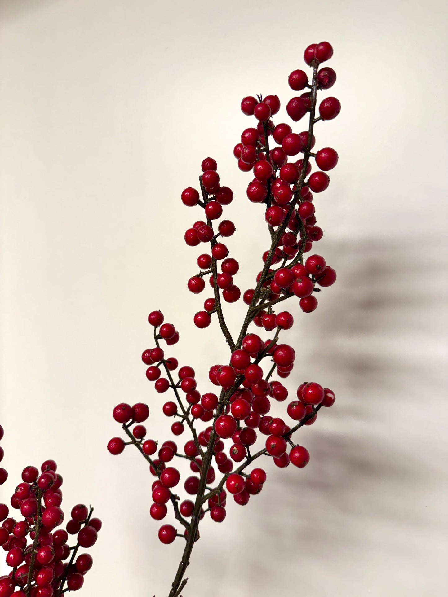 Ilex tak