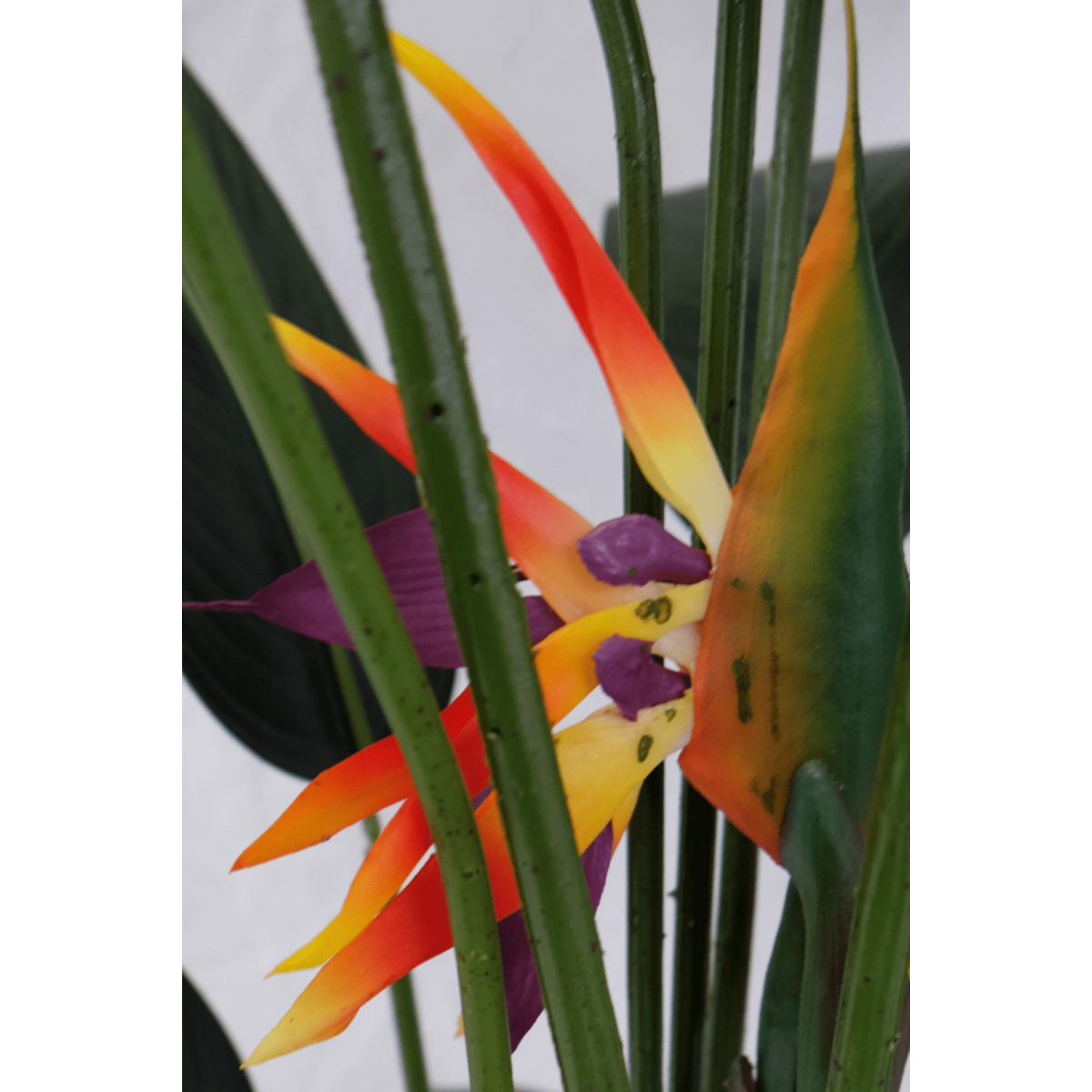 Strelitzia Kunstplant Met Bloem 160cm