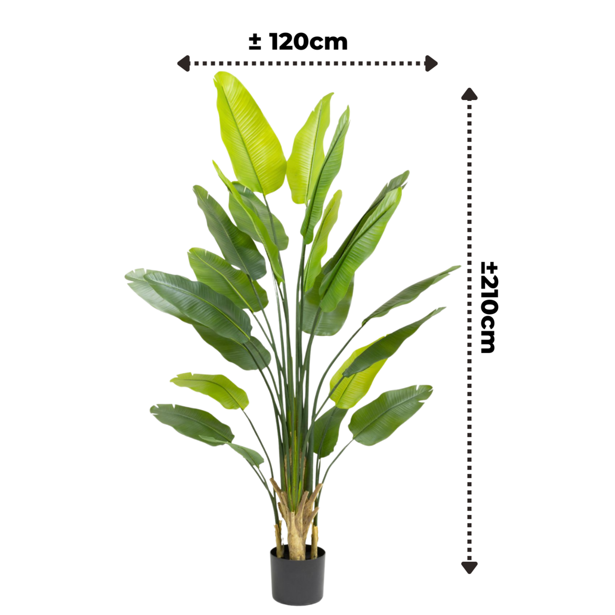Strelitzia Kunstplant 210cm