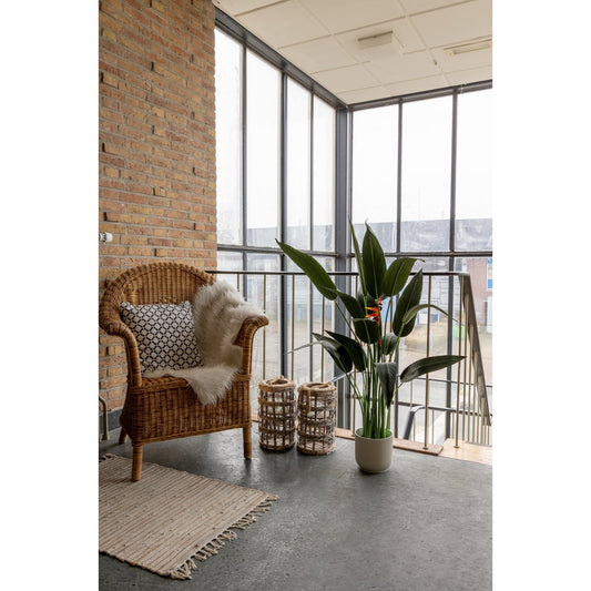 Strelitzia Kunstplant Met Bloem 110cm