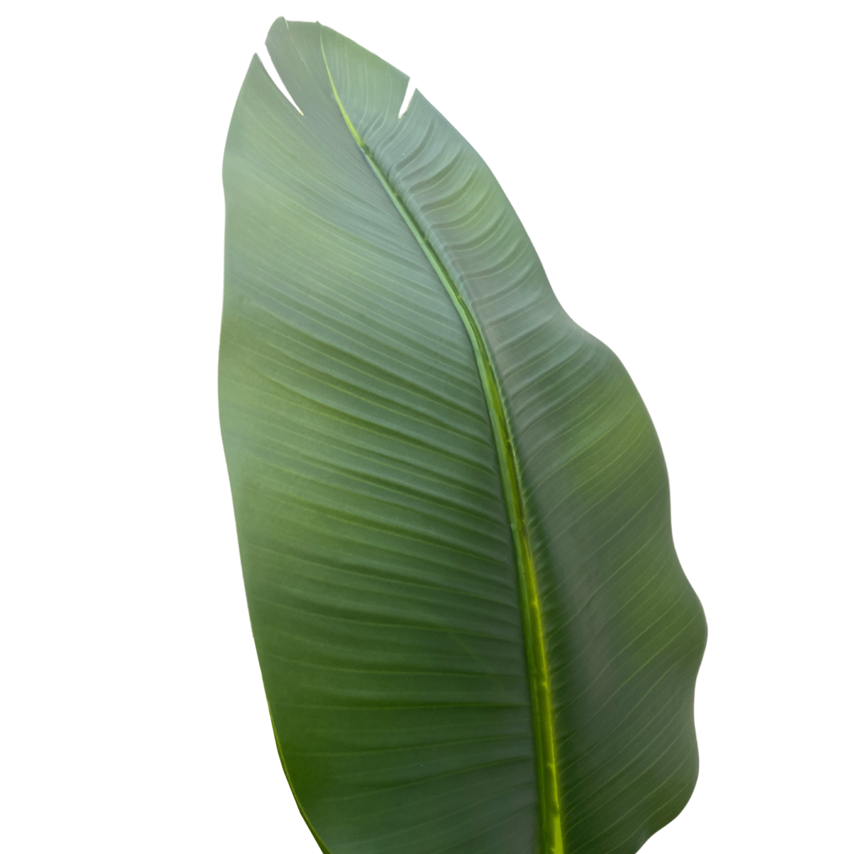 Strelitzia Kunstplant 210cm