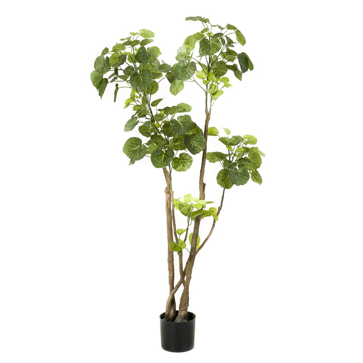 Kunstplant - Polyscias - Aralia - 135 cm