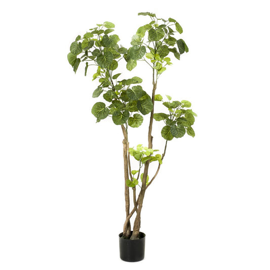 Kunstplant - Polyscias - Aralia - 135 cm